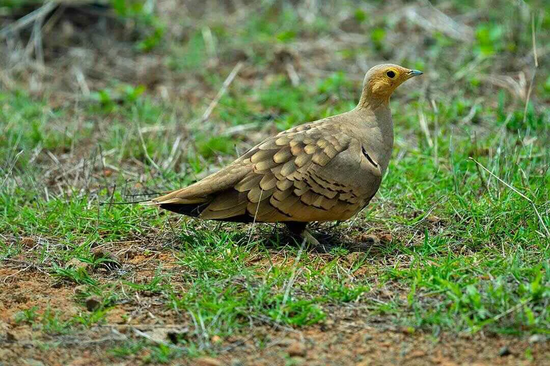 Chestnut-bellied Sandgrouse